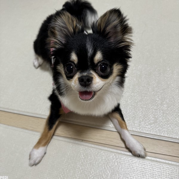 あんちゃん