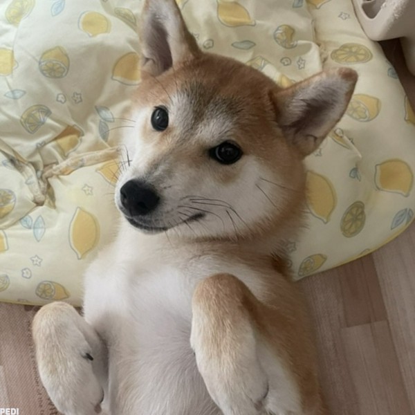 いなりちゃん