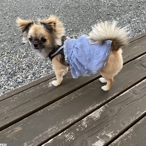 ララちゃん