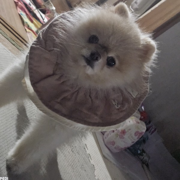 ナルくん