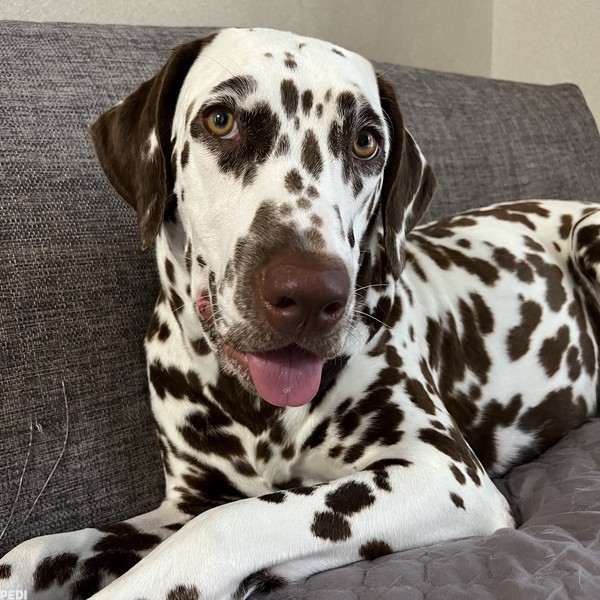 マーブルちゃん