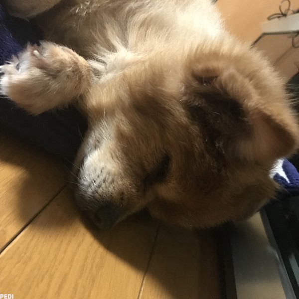 ティアラちゃん