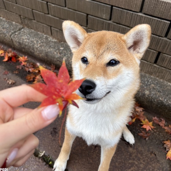 こはくちゃん