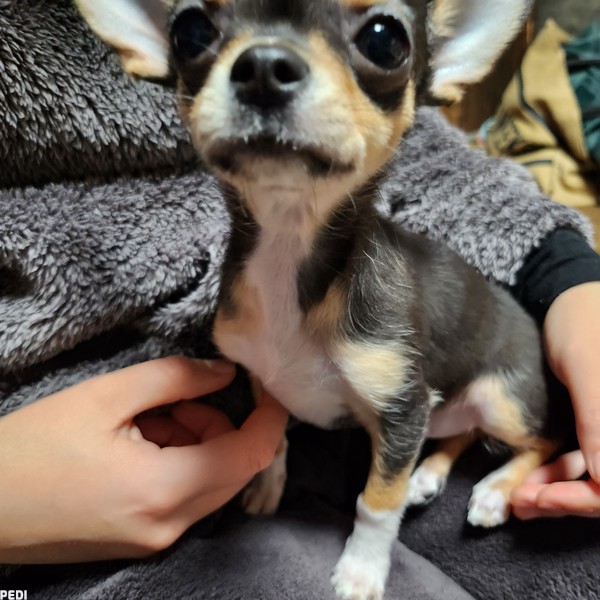 こぶちゃん