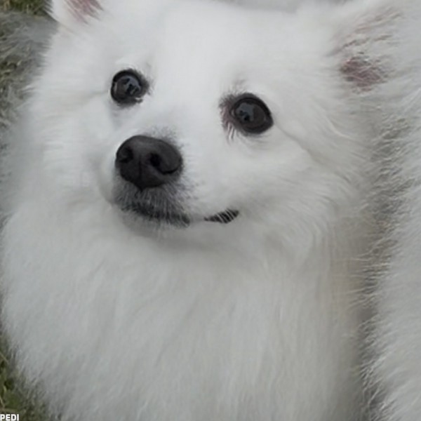 シャノンちゃん
