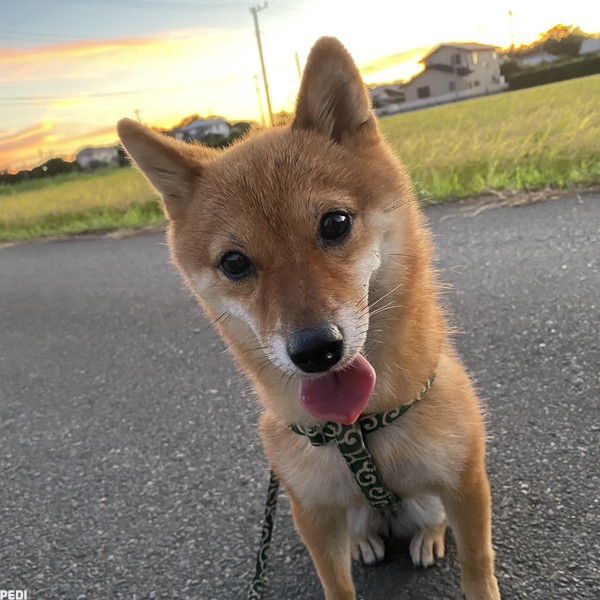 すずちゃん