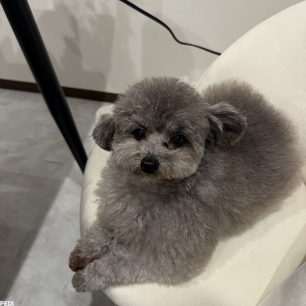 シフォンちゃん