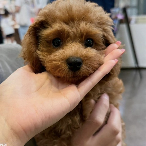 チビむぅちゃん