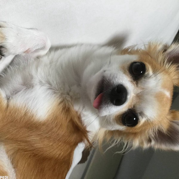もかちゃん
