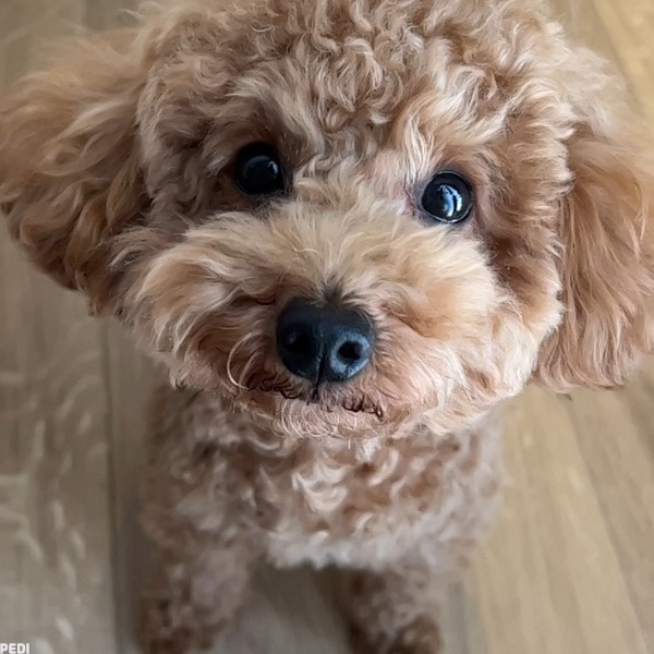 おでんくん