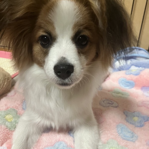 ななちゃん