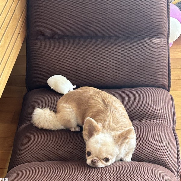 ラッキーちゃん