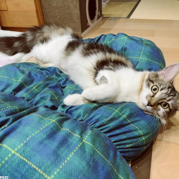 にこちゃん