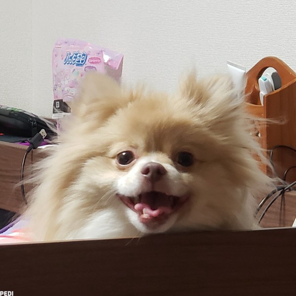 ヴィヴィちゃん