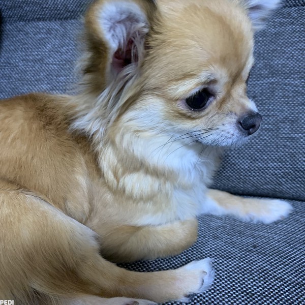 ななちゃん