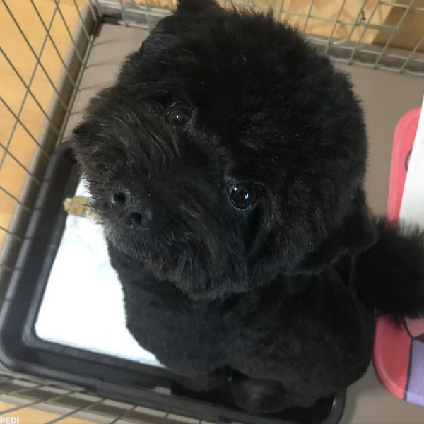 虎哲くん
