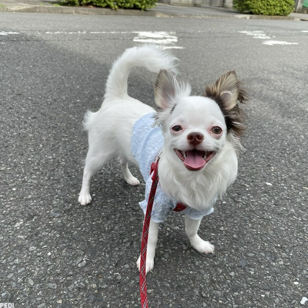 リリーちゃん