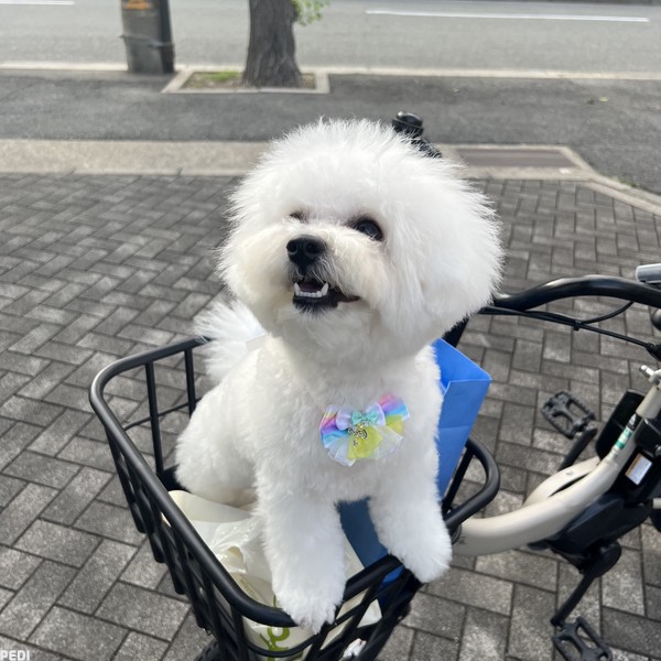 レオンくん
