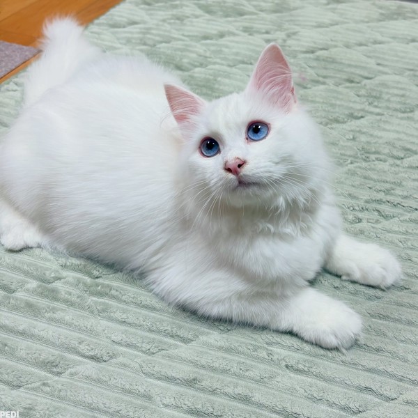 るるくん