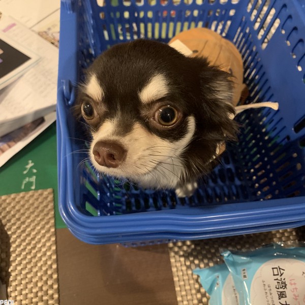 リンちゃん