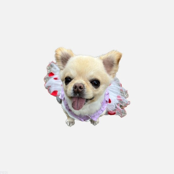 ちろちゃん