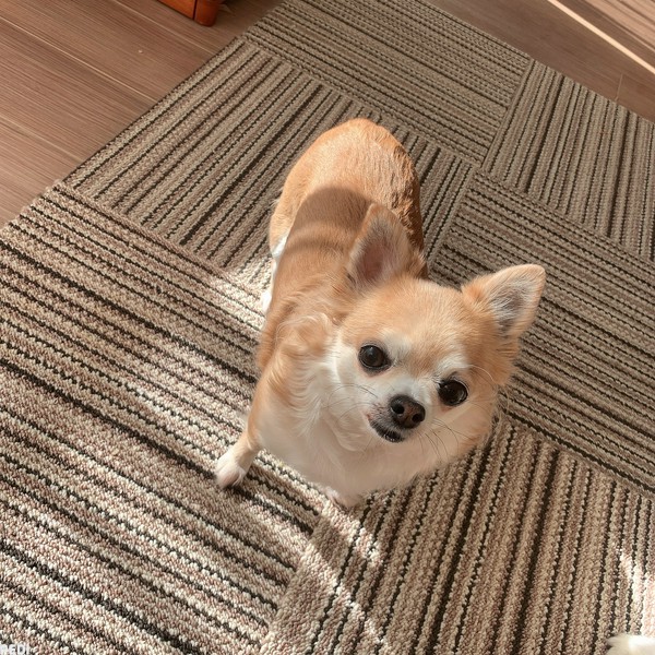 はるちゃん