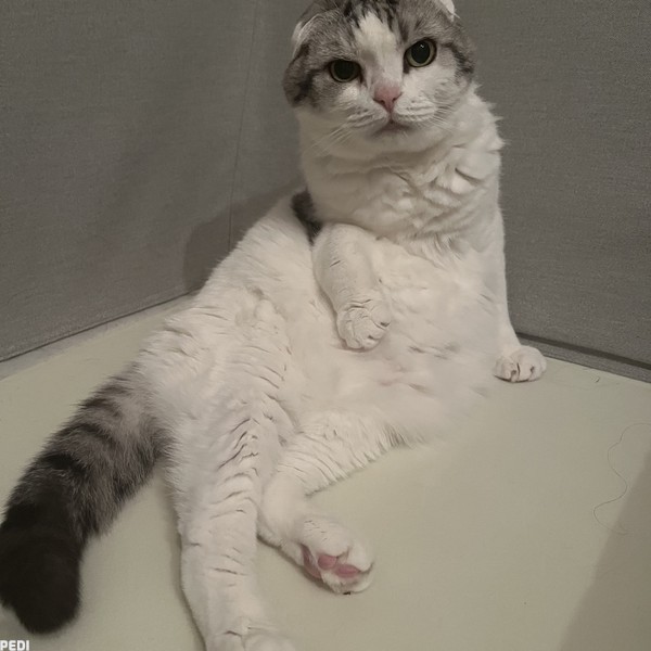 すぅくん
