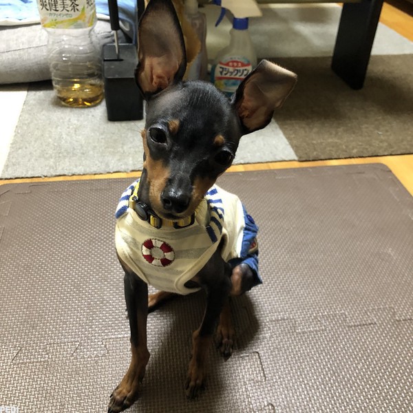 ヒナタくん