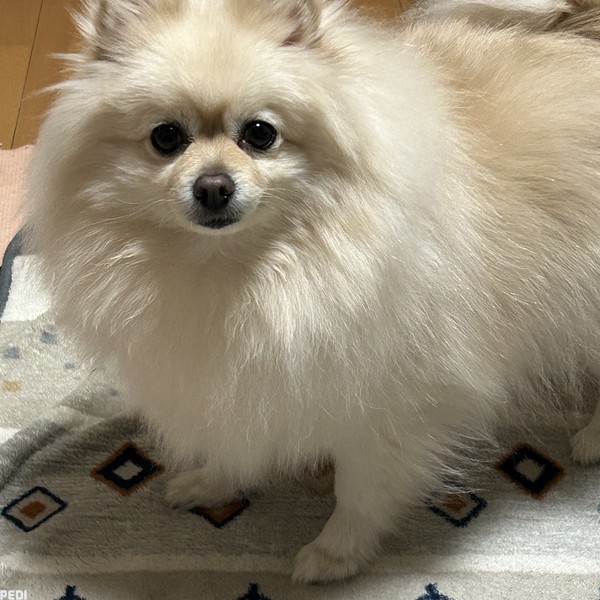 ポラくん