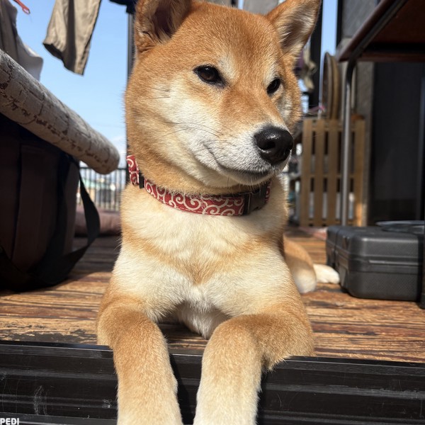 ランちゃん