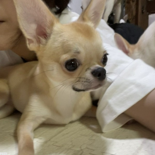ハチくん