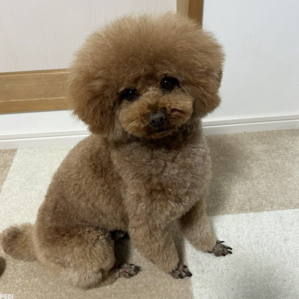 善逸くん