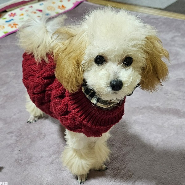 メルちゃん