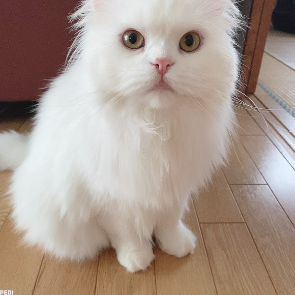 メロくん