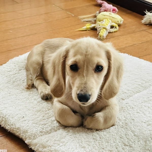 ことちゃん