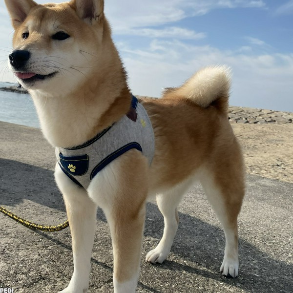 ししまるちゃん