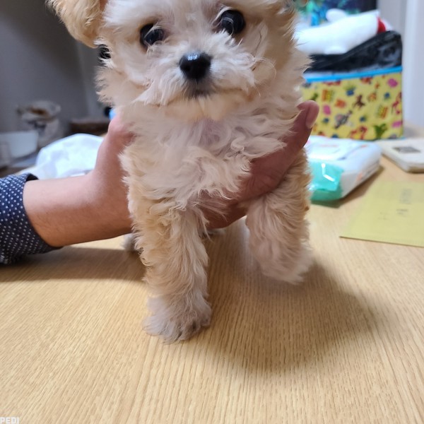 ぺろくん