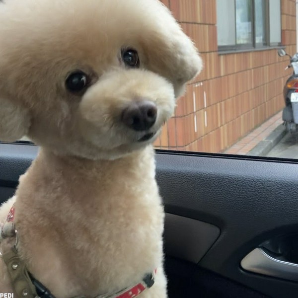 ゴンタロスくん