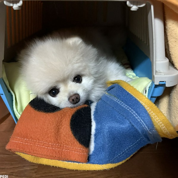 こにくん