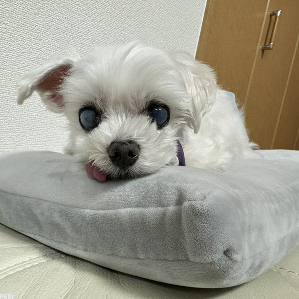 おことちゃん