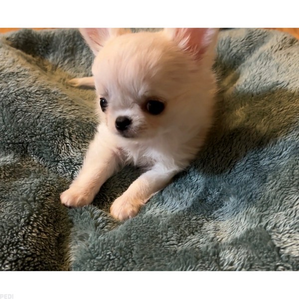 こりちゅちゃん