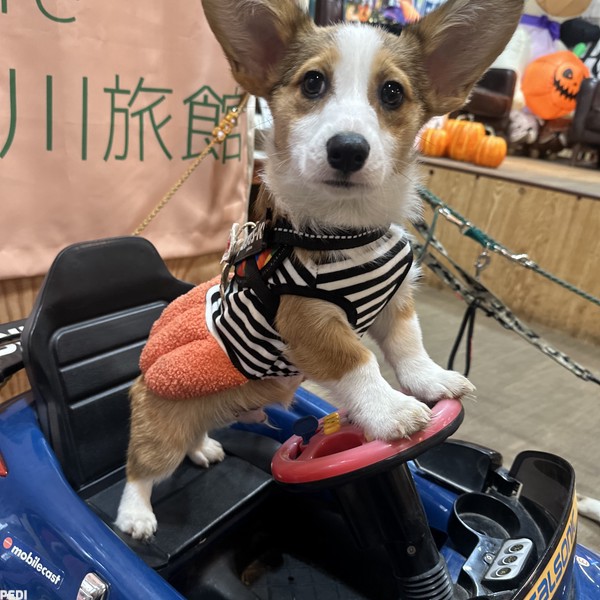 光斗（らいと）くん