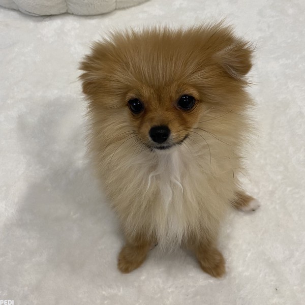 ぴぴちゃん