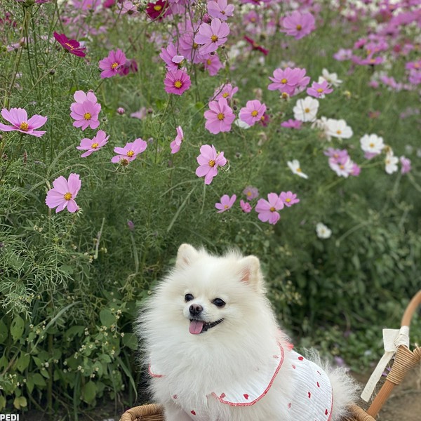 らむちゃん