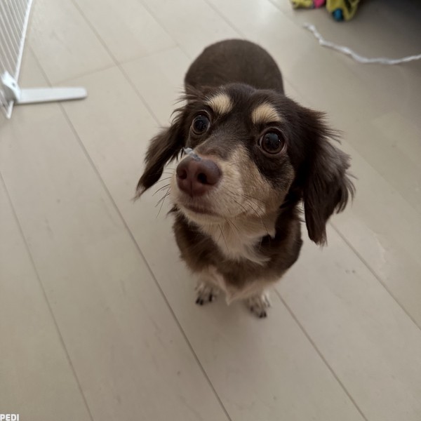 ちろるちゃん