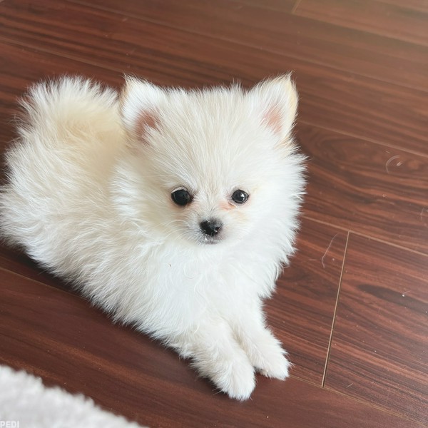 おもちくん