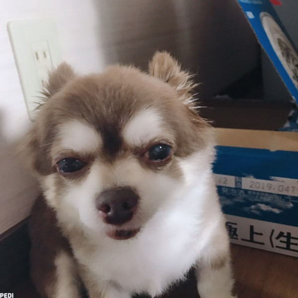 ちょこくん