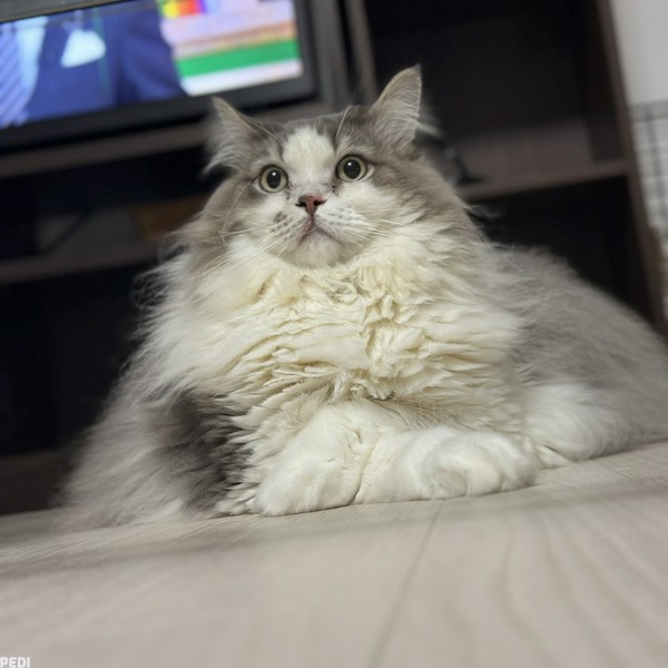 ぶんたくん