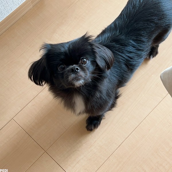 うにちゃん