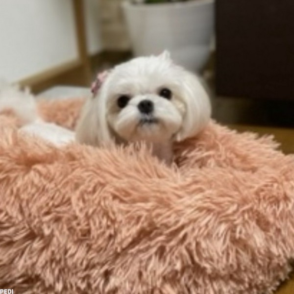 ももちゃん